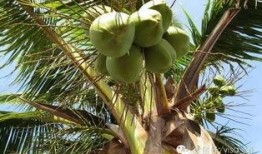 椰子天堂12集中字在线观看,在线观看，揭秘神秘岛屿的奇幻之旅